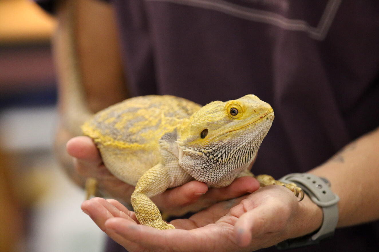 Ms. Rodriguez holds Thor the bearded dragon.